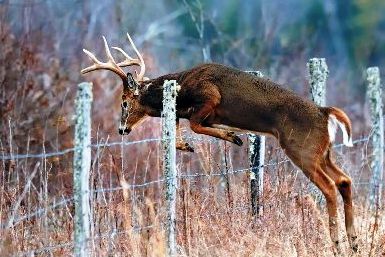 Chronic Wasting Disease Monitoring Continues