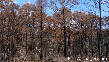 Whitetail Deer Management - Habitat Management Techniques Post Wildfire