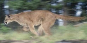 Mountain Lion Goes Deer Hunting