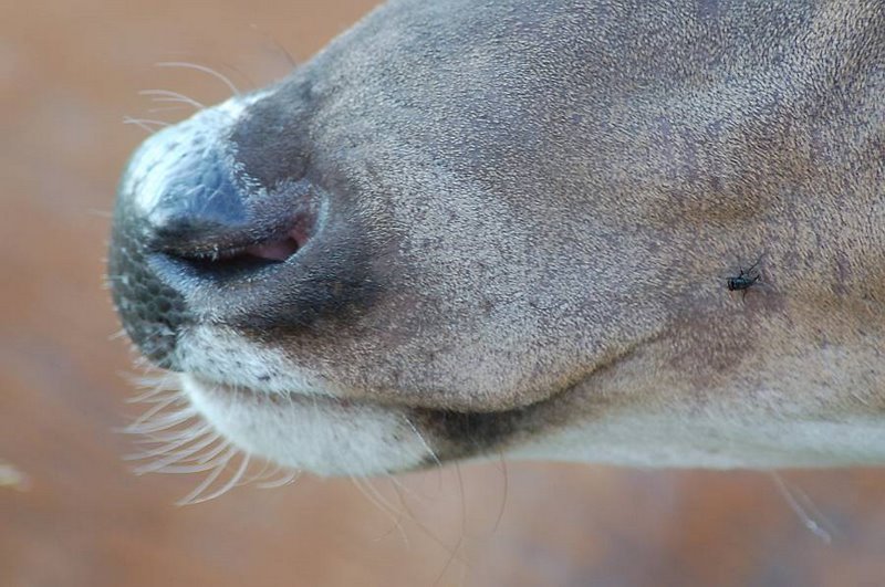 White-tailed deer often have nasal bots