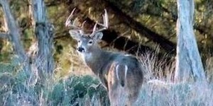 Small Acreage Deer Management