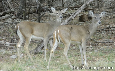 Deer Hunting: Doe Hunting and Management Tips