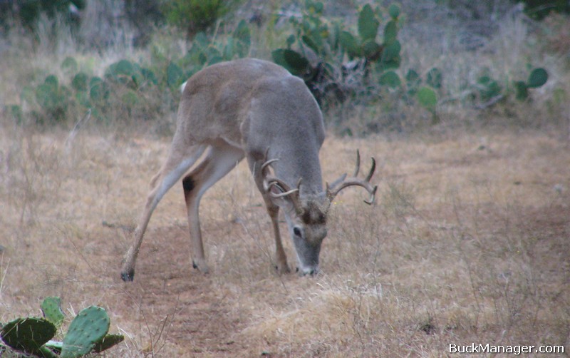 Deer Management Program in Texas
