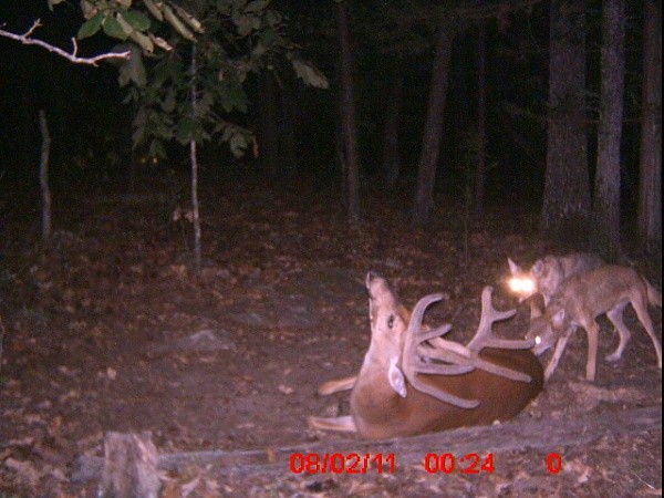 Whitetail Deer Hunting: Big Buck Killed by Coyotes