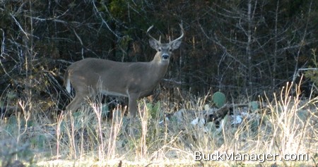 Deer Hunting Tips and Tactics