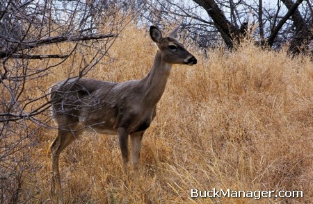 Deer Hunting and Management: Barren Does
