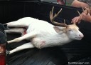 Whitetail Deer Hunting: Goodrich Albino Buck from Kentucky