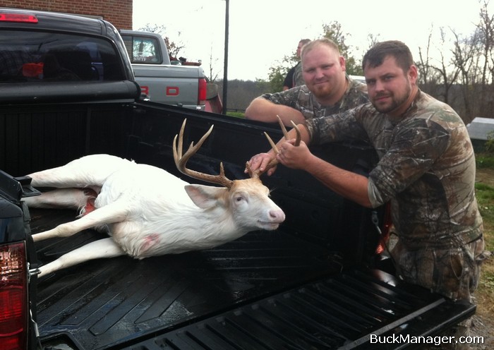 Albino Whitetail Buck Shot in Kentucky