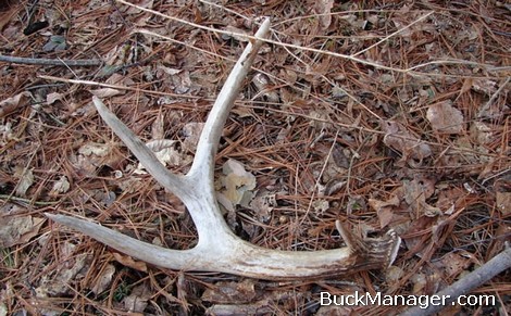Whitetail Deer Hunting: Shed Hunting Tips