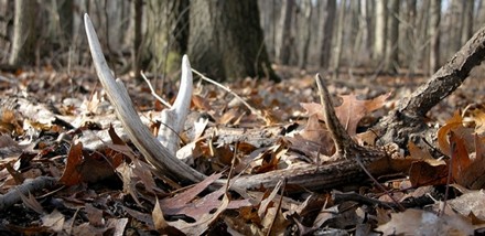 Deer Hunting: Antler Hunting Tips