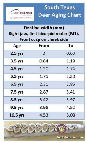 Aging Deer On The Hoof Chart