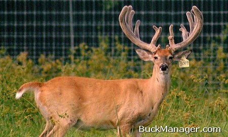 Deer Hunting: QDMA Opposes Deer Breeding Legislation
