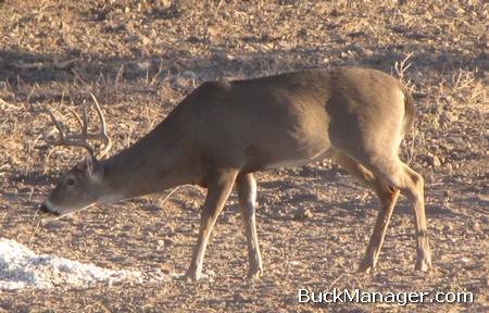 Deer Hunting - Deer Aging for Whitetail Deer Management