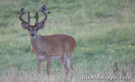 Whitetail Deer Hunting Benefits from Management