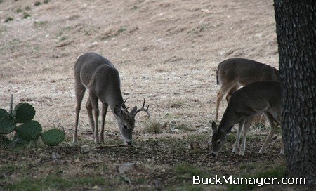 CWD in Whitetail Deer: The Disease May be Found in Texas Soon