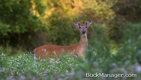 Deer Hunting and Fawn Reproduction Depends on Whitetail Deer Nutrition