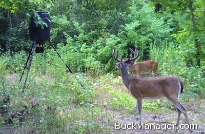 Deer Hunting Methods Include Stands and Deer Feeders