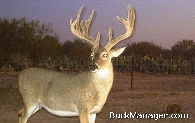 Deer Hunting Strategies for Whitetail Deer