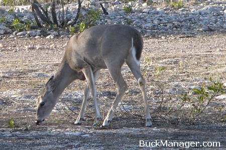 Anthrax in Texas - Deer Hunting to be Impacted