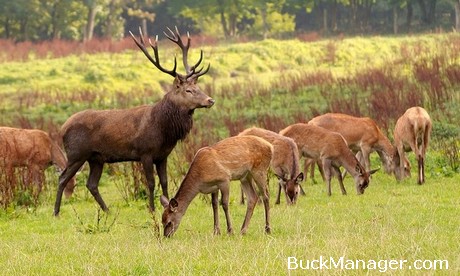 Deer Hunting in Texas - Red Deer and Sika Deer CWD Regulated Now
