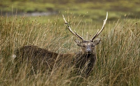 Sika Buck - Deer Hunting in Texas