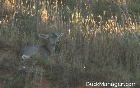 Deer Hunting in Texas - CWD Found in West Texas