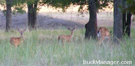 Deer Hunting Season in Texas - Good in 2012