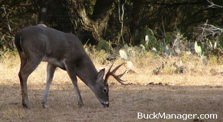 Texas Deer Hunting Forecast