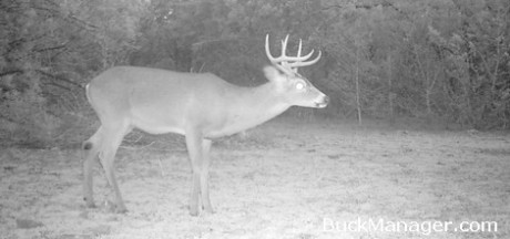 hoof antlers antler estimating buckmanager