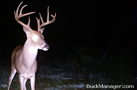 Scoring Bucks on the Hoof