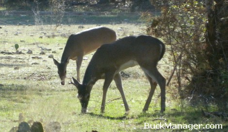 Deer Hunting and Management: Buck and Doe Harvest Important