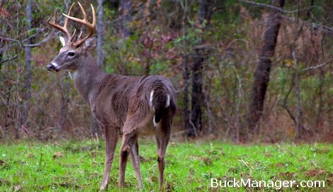 Whitetail Management for Improved Deer Hunting