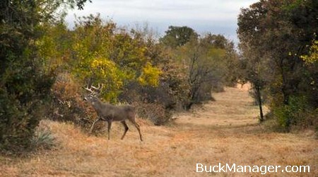 Mid-Winter Deer Management Practices