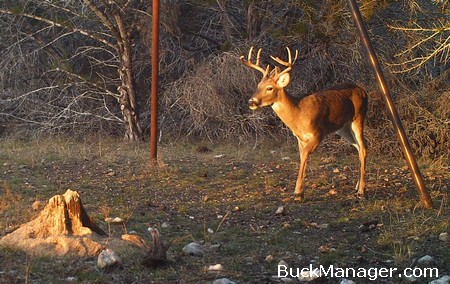 Deer Hunting and Management in Texas