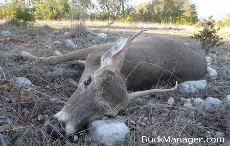 Deer Hunting & Management - 2 1/2 Year Old Spike