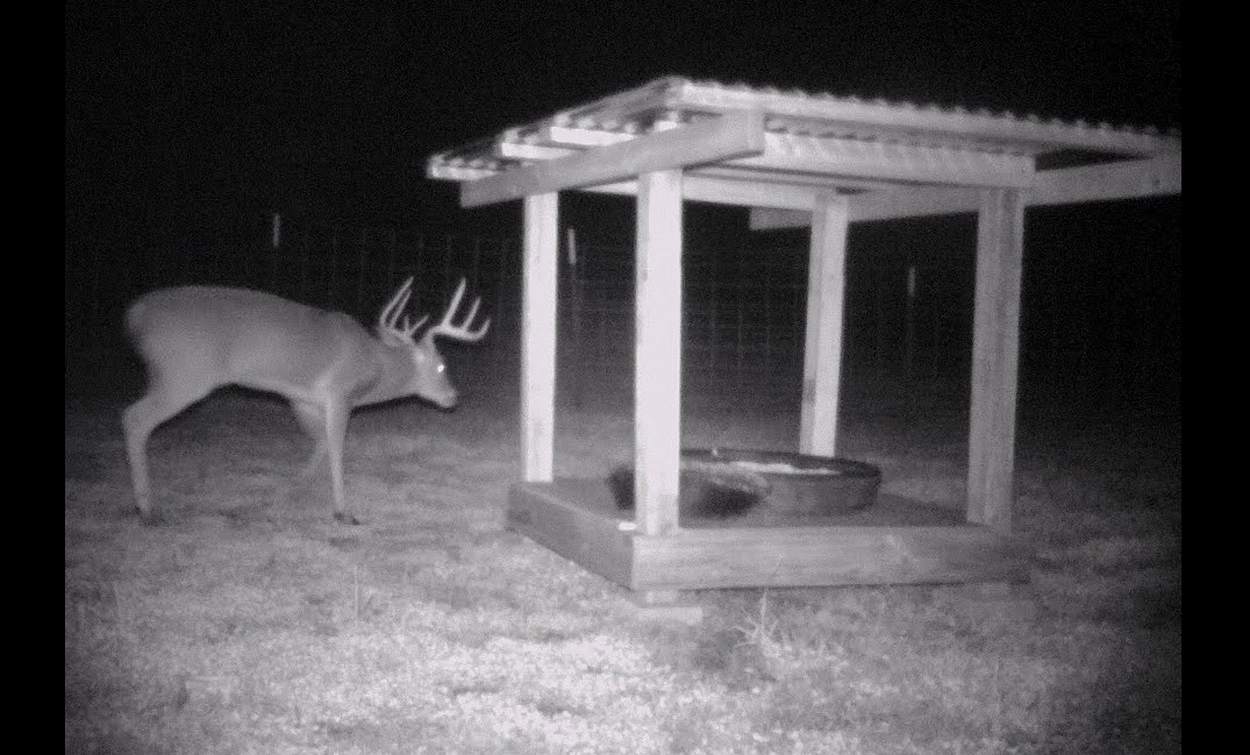 Rice Bran for White-tailed Deer