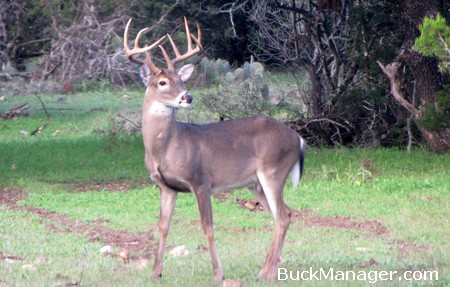 Whitetail Hunting and Deer Management