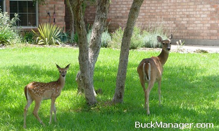 Deer Population Control and Management in Urban Areas