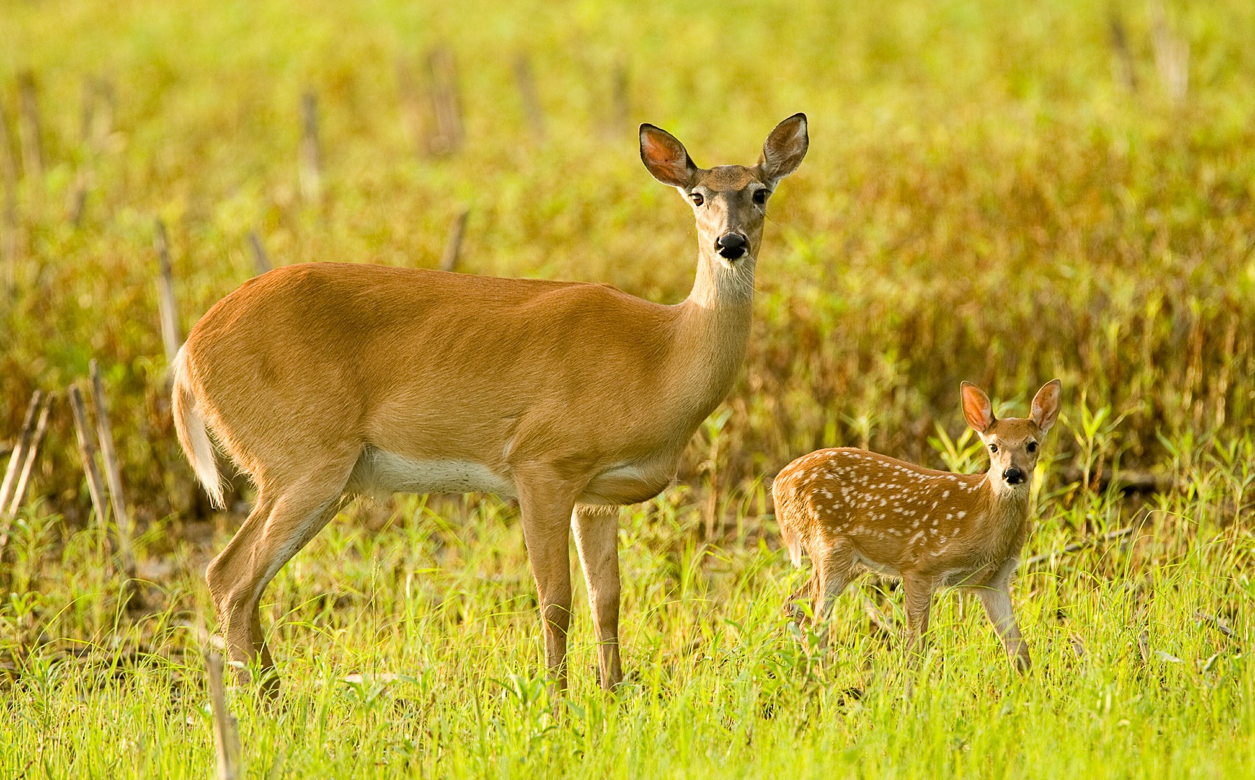 What is deer carrying capacity?