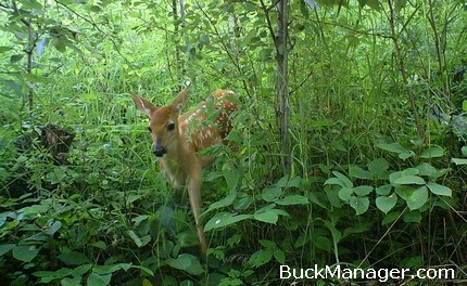 Determining Carrying Capacity for Deer Management