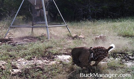 Bobcat Kills Deer Fawn on Game Camera