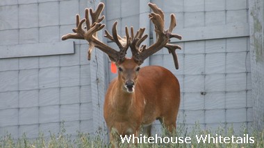 Breeder Buck Shows Off Big Antlers