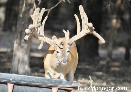 Deer Breeding and Hunting Debate Continues