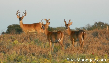 Deer Antlers as a Management Tool for Whitetail Bucks