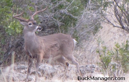 Deer Hunting and Management - Rattling for Deer