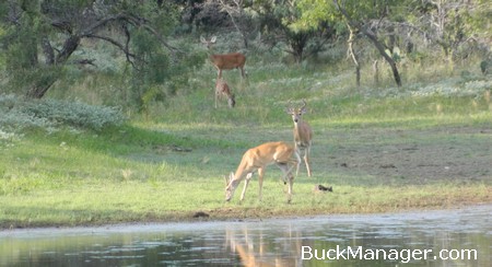 2013-14 Texas Deer Hunting Season