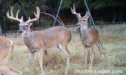 Whitetail Deer Hunting and Management - Spike on One Side