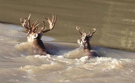 Big Nontypical Buck Swmming the Trinity River in Madison County, Texas