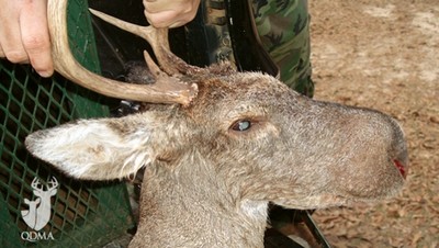 White-tailed Buck with Bullwinkled Disease