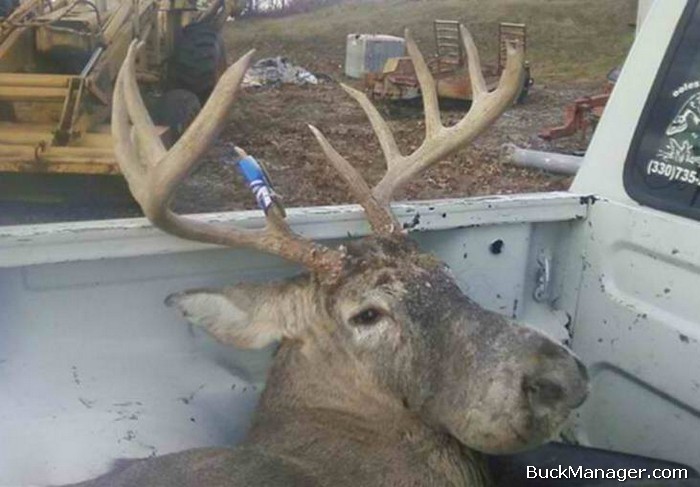 Bullwinkle Disease in Whitetail Deer